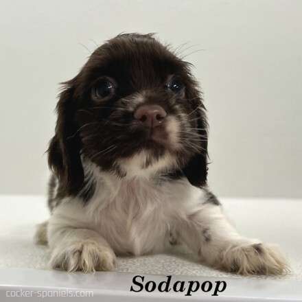 puppy, for, sale, Cocker Spaniel, Joe & Cherri  Overlease, dog, breeder, Miller, MO, dog-breeder, puppy-for-sale, forsale, nearby, find, puppyfind, locator, puppylocator, aca